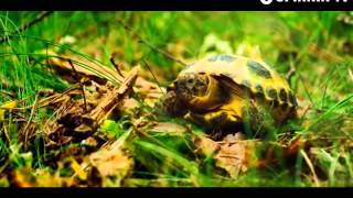 Sander Van Doorn - Right Here Right Now (Neon) (Lolo Extended)