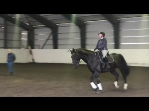 Goliath 07.06.20 // Ancha-trening, dressur