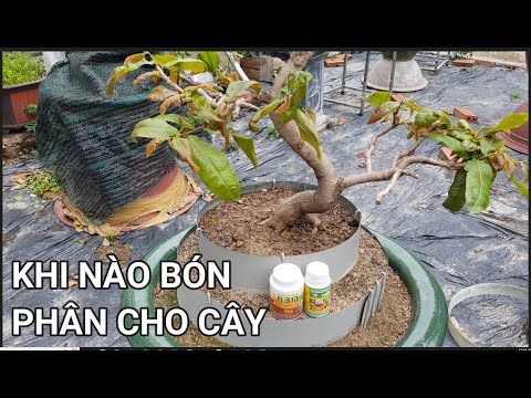 🔴 QBS23376 - KHI NÀO BÓN PHÂN NPK CHO CÂY MAI VÀNG | CÁCH ĐI PHÂN THUỐC CHO CÂY MAI VÀNG ĐẦU NĂM