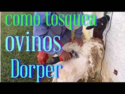 , title : 'como tosquiar ovinos Dorper'