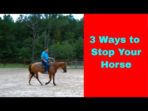 3 Ways to Stop Your Horse