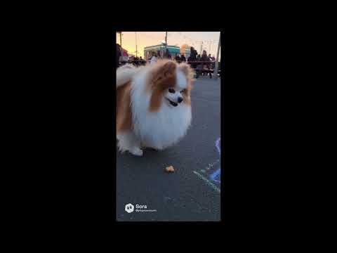 The Flying Saucer • 1956 • Buchanan & Goodman • Music Video • Kewpie in the City