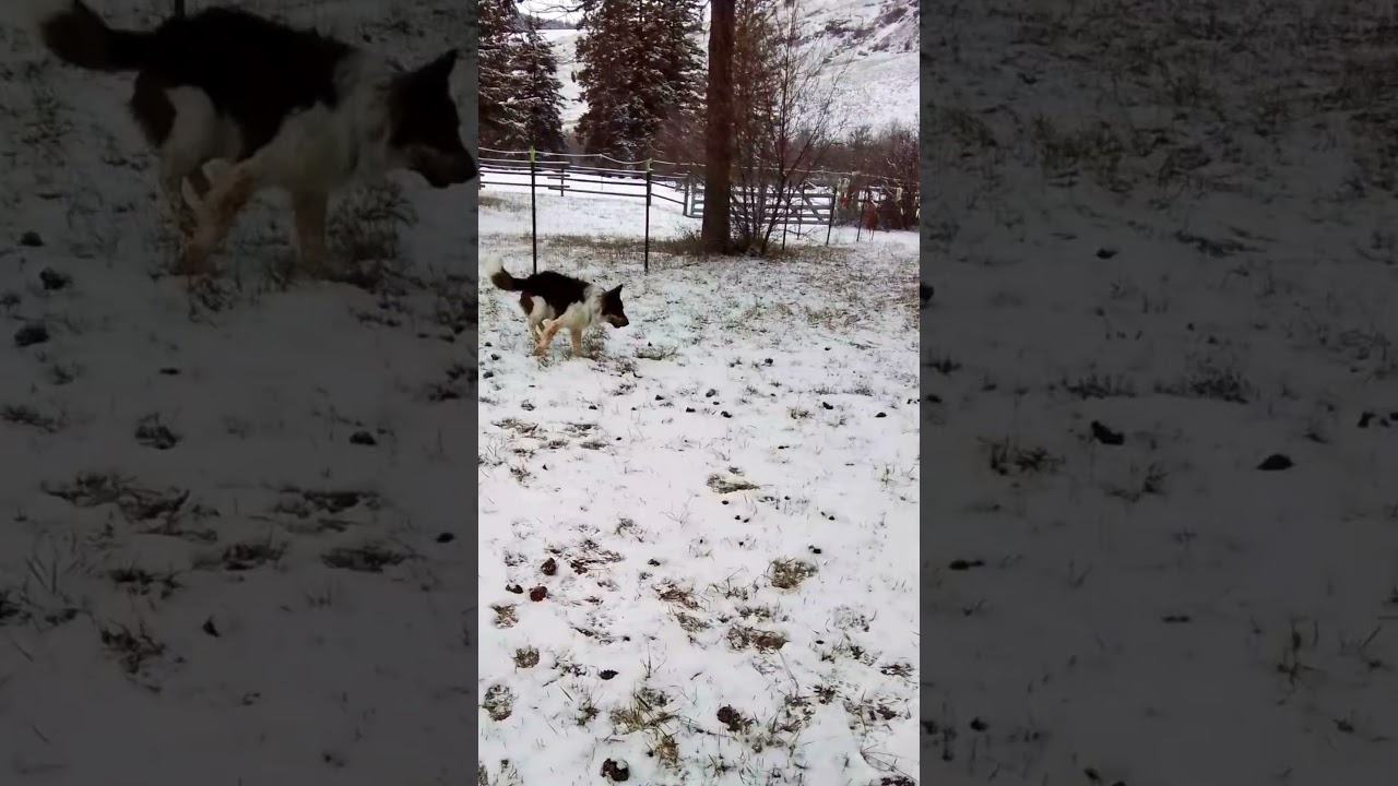 Enlarge Sampson, a ADOPTABLE mixed breed in TWISP, WA video 2/6