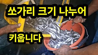 쏘가리 크기 나누어 키웁니다. / 김진규쏘가리