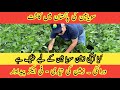 Soya bean in Pakistan II Cultivation of Soya bean II Soya bean varieties production per acre