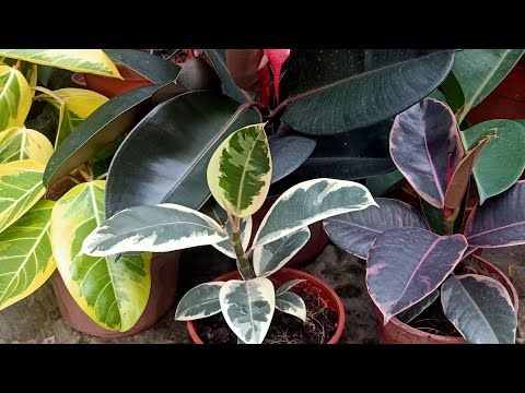 , title : 'Indoor / Outdoor Rubber Plant / Ficus Elastica Care / Growing Guide'