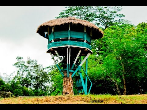 Lagu Daerah Papua,  Yelinka - AMISYE NYAKOWEMI