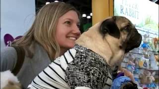 Doug the Pug Has a Media and Merchandise Empire