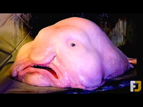 10 Ugliest Animals In The World