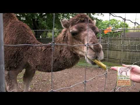 Long Island Game Farm - Customer Success Story (Kirsten - Wildlife Educator)