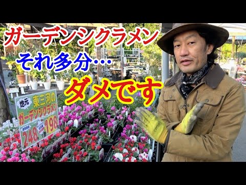 園芸 ヨーロッパシクラメン、パープルシクラメン、一般的なシクラメン、ピッグズローフ