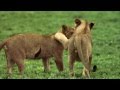 Gorongosa Park New Blood