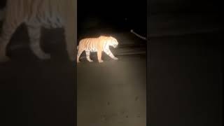 Download lagu HARIMAU JAWA BELUM PUNAH (GUNUNG PEGAT WONOGIRI) mp3