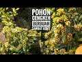 Ketahui Cengkeh berbuah sangat lebat meskipun pohon masih kecil, paling seru!