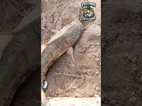 Pesca de Bagre en el RIO SAN FRANCISCO Yuto Jujuy mi cuñao dando clases