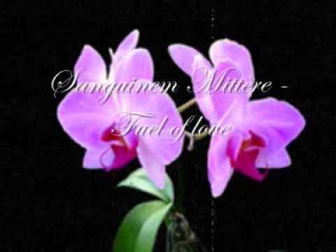 Sanguinem Mittère - Fuel of love