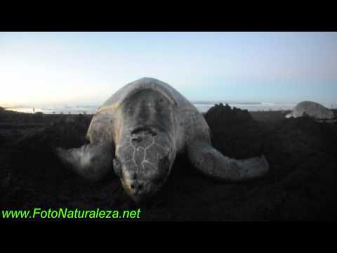 Mas de Lepidochelys olivacea - Tortuga Lora