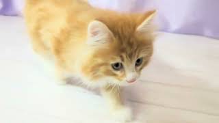 ノルウェージャンフォレストキャットの動画01