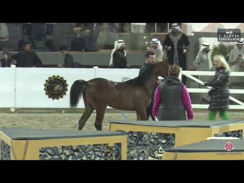 N 266 Fares AlBaaher   KPAHS Purebred AH Festival 2024   Yearling Colts Section B Class 6B