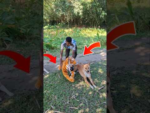 Vairal tiger and dog funny video #youtubeshorts #funny #tiger #fun #comedy #foryou #trending