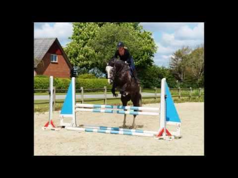 Chralie - Født: 2008 - www.lkequestrian.dk - 14.05.14
