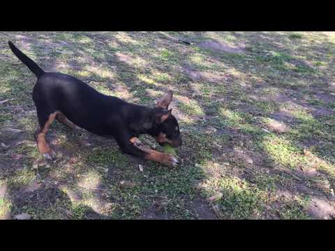 Mini Bullterrier Welpe kaufen