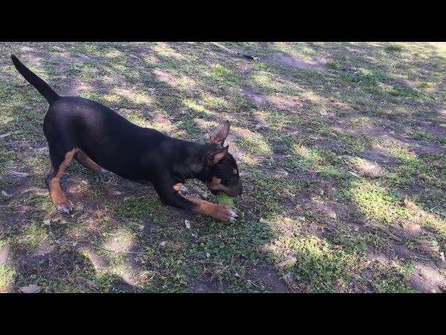 Bull Terrier Miniatura cachorro en venta