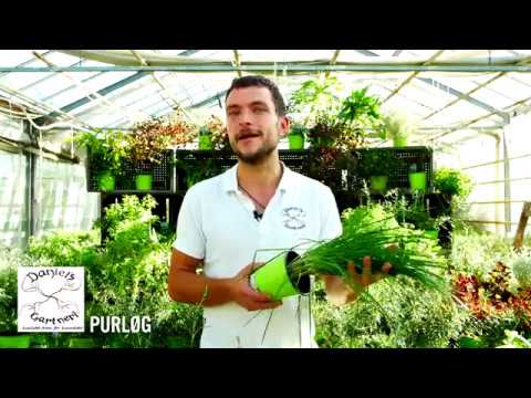 Daniel's Gartneri - Purløg