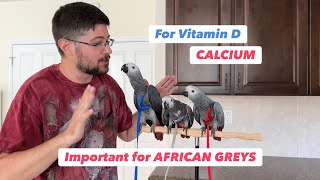 Introducing Harness to Young African Greys � sunlight and calcium