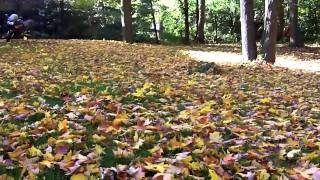 zoso the cat and the wind