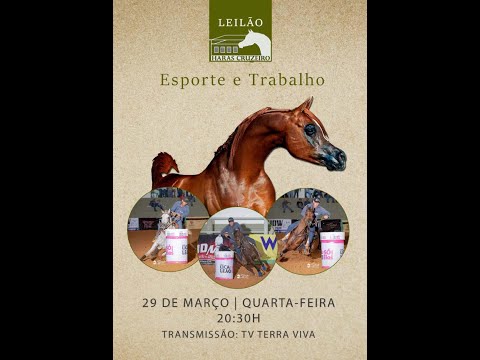 Leilão Haras Cruzeiro – Esporte e Trabalho|  29/03 às 20h35