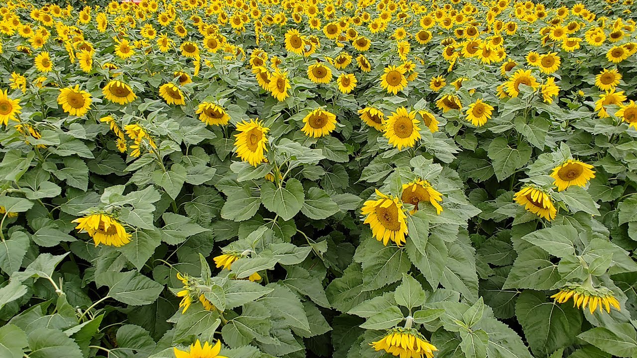 Halloween & Fall Fun Show 10-11-2020