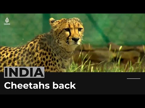 India welcomes back cheetahs, 70 years after local extinction