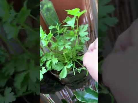 パセリを庭に、または室内の鉢にいつ播くのですか?  庭園