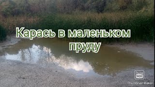 Карась в маленьком пруду
