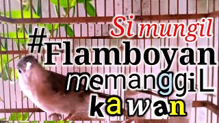 Download lagu Pikat Burung Flamboyan//isian macam jenis Burung mp3 Download lagu Pikat Burung Flamboyan//isian macam jenis Burung mp3