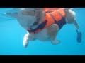 Dog Paddle Underwater いぬかき 水中撮影 20110705 Goro Welsh Corgi