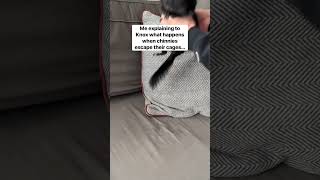 This is a joke 🚨 🔔 #chinchilla #shorts #theoffice