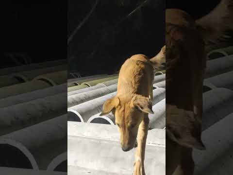 Dog||dog  video||cute dog || #dog funny dog video