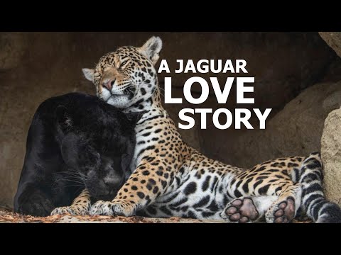 These Two Big Cats Star in the Most Amazing Love Story