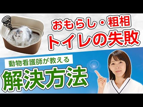 猫がトイレの外でうんちをする – 原因と対処法