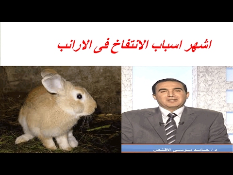 , title : 'اشهر اسباب الانتفاخ فى الارانب'