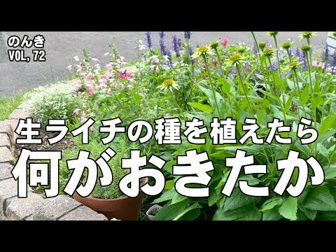 ライチの苗の最初の葉