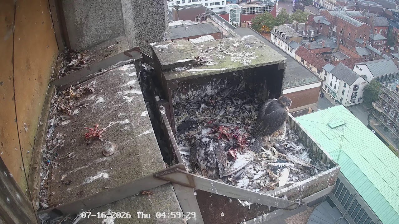 Live webcam view of Aylesbury Peregrine Falcon Nest