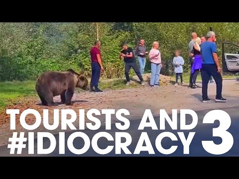Taking Selfies with Wild Bears: An Unbelievable Adventure!