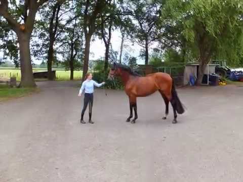 3 jähriger Hengst von Rock Forever - Florestan - Caprilli - Ehrenfried