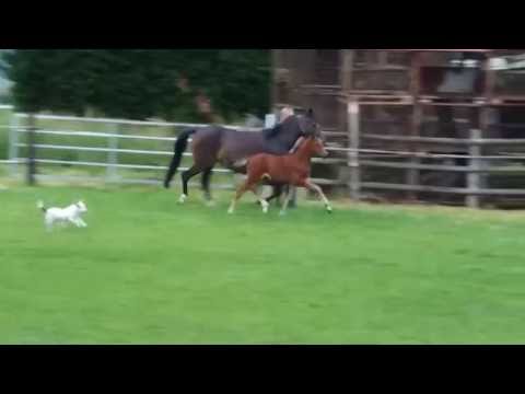 2016 SF FS Numero Uno x Champ of Class/Black and Magic