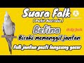 Suara Parkit Australia FALK Betina Birahi Memanggil Jantan Cockatiel Bird Female