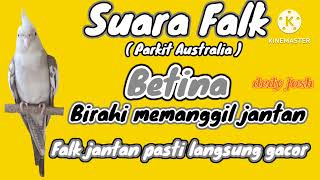 Download lagu Suara Parkit Australia / FALK  betina birahi memanggil jantan // cockatiel bird Female mp3