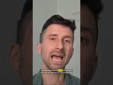 Video thumbnail: Pet snakes have a hidden body count